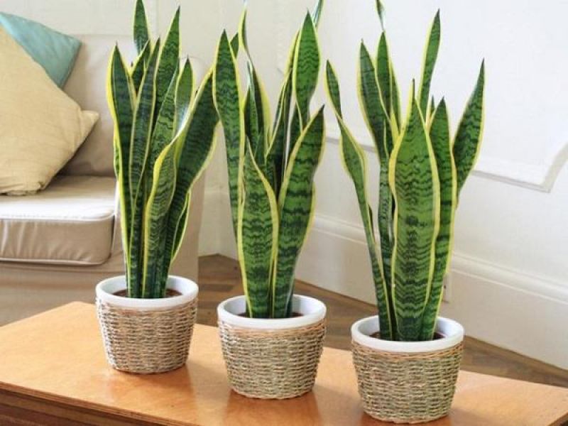 ĐẶT CHẬU CÂY PHONG THỦY Ở ĐÂU ĐỂ THU HÚT TÀI, LỘC